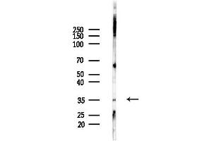 Western blot analysis of lysates from Mouse testis, using OR4/47 Antibody at 1/1000 dilution.