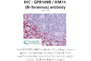 Image no. 1 for anti-Hydroxycarboxylic Acid Receptor 3 (HCAR3) (Extracellular Domain), (N-Term) antibody (ABIN1734901) (GPR109B anticorps  (Extracellular Domain, N-Term))