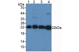 Figure. (Peroxiredoxin 2 anticorps  (AA 6-164))