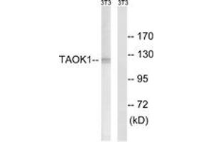 Western blot analysis of extracts from NIH-3T3 cells, using TAOK1 Antibody. (TAO Kinase 1 (TAOK1) (AA 431-480) anticorps)