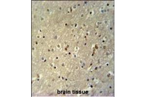 TTC26 Antibody (C-term) (ABIN651518 and ABIN2840274) immunohistochemistry analysis in formalin fixed and paraffin embedded human brain tissue followed by peroxidase conjugation of the secondary antibody and DAB staining. (TTC26 anticorps  (C-Term))