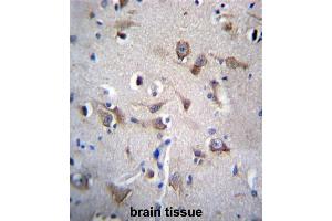 YIF1B Antibody (N-term) immunohistochemistry analysis in formalin fixed and paraffin embedded human brain tissue followed by peroxidase conjugation of the secondary antibody and DAB staining.