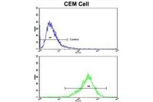 Flow cytometric analysis of CEM cells using TGM4 Antibody (Center)(bottom histogram) compared to a negative control cell (top histogram). (TGM4 anticorps  (AA 135-164))