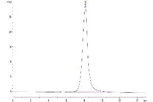 The purity of Human TACI is greater than 95 % as determined by SEC-HPLC. (TACI Protein (AA 2-166) (Fc Tag))