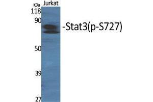 Western Blot (WB) analysis of specific cells using Phospho-Stat3 (S727) Polyclonal Antibody. (STAT3 anticorps  (pSer727))