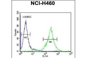 C2orf51 Antibody (Center) (ABIN655008 and ABIN2844643) flow cytometric analysis of NCI- cells (right histogram) compared to a negative control cell (left histogram). (TEX37 anticorps  (AA 73-101))