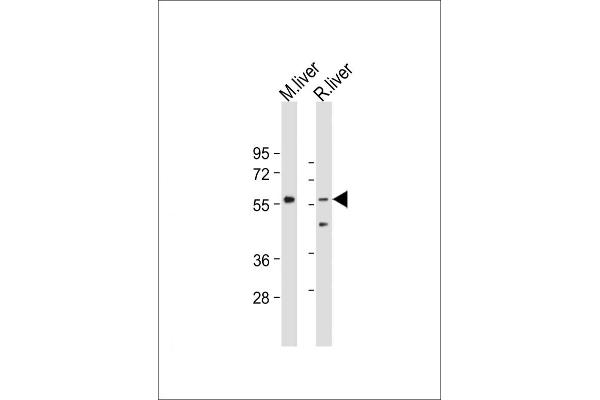 SCP2 anticorps  (AA 358-385)