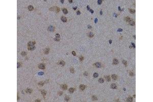 Immunohistochemistry of paraffin-embedded Mouse brain using POLR2L Polyclonal Antibody at dilution of 1:200 (40x lens). (POLR2L anticorps)