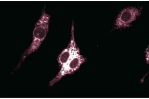 Immunofluorescent staining of Mouse Macrophages. (PTGS2 anticorps  (AA 368-604))