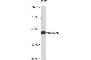 Western blot analysis of extracts of various cell lines, using DCSTAMP antibody (ABIN6293906) at 1:1000 dilution. (Transmembrane 7 Superfamily Member 4 (TM7SF4) anticorps)