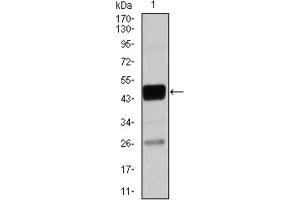 Western blot analysis using CEBPA antibody against THP-1 (1) cell lysate. (CEBPA anticorps)