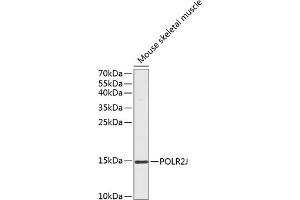 Western blot analysis of extracts of mouse skeletal muscle, using POLR2J antibody (ABIN6131055, ABIN6145928, ABIN6145929 and ABIN6217697) at 1:1000 dilution. (POLR2J anticorps  (AA 1-117))