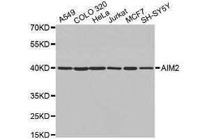 Western blot analysis of extracts of various cell lines, using AIM2 antibody. (AIM2 anticorps  (AA 1-260))
