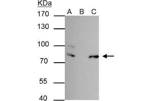 anti-Far Upstream Element (FUSE) Binding Protein 1 (FUBP1) antibody
