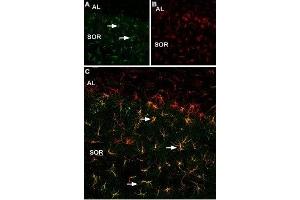 Expression of p75NTR in mouse hippocampus - Immunohistochemical staining of mouse frozen hippocampal sections using Anti-p75 NGF Receptor (intracellular) Antibody (ABIN7043348, ABIN7044763 and ABIN7044764) (1:200). (NGFR anticorps  (Intracellular))