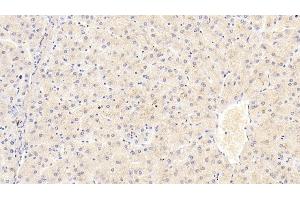 Detection of FGB in Human Liver Tissue using Monoclonal Antibody to Fibrinogen Beta Chain (FGB)