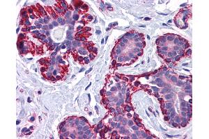 Anti-VPS37C antibody IHC of human breast. (VPS37C anticorps  (AA 2-16))