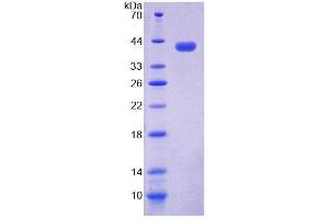 SDS-PAGE analysis of Human NAP1L1 Protein. (NAP1L1 Protéine)