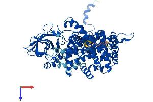 AlphaFold protein structure predicition of Human Recombinant ACOX1 Protein, UniprotID Q15067