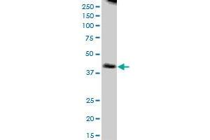 NUDT9 MaxPab polyclonal antibody.