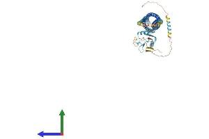 AlphaFold protein structure predicition of Human Recombinant CLEC4F Protein, UniprotID Q8N1N0