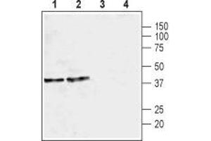 Western blot analysis of rat brain membrane (lanes 1 and 3) and mouse brain membrane (lanes 2 and 4): - 1,2.