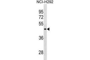 Western Blotting (WB) image for anti-RNA Binding Motif Protein, Y-Linked Family 1 Member A1 (RBMY1A1) antibody (ABIN2995181) (RBMY1A1 anticorps)