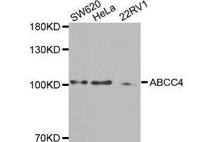 Western blot analysis of extracts of various cell lines, using ABCC4 antibody.