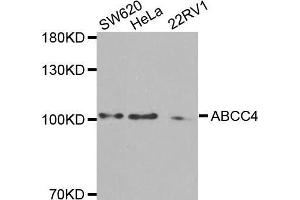 Western blot analysis of extracts of various cell lines, using ABCC4 antibody. (ABCC4 anticorps  (AA 495-705))