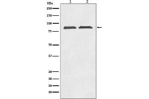 Western blot analysis of Axin2 expression in (1) SW480 cell lysate, (2) PC-12 cell lysate.