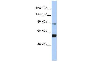 MCM10 antibody used at 1 ug/ml to detect target protein. (MCM10 anticorps  (Middle Region))