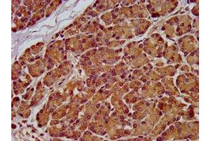 IHC image of ABIN7166102 diluted at 1:100 and staining in paraffin-embedded human pancreatic tissue performed on a Leica BondTM system.