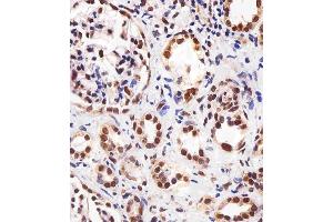 Immunohistochemical analysis of paraffin-embedded H.