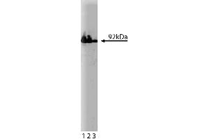 Western blot analysis of beta-Catenin on HeLa cell lysate.