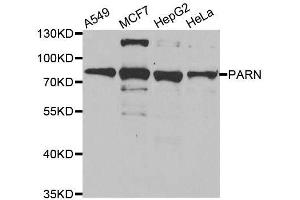 Western blot analysis of extracts of various cell lines, using PARN antibody. (PARN anticorps  (AA 1-280))