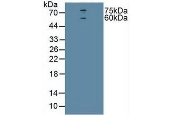 CHRNA4 Antikörper  (AA 49-242)