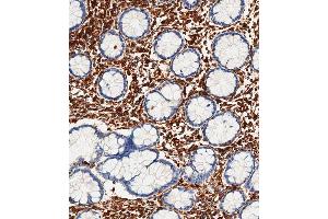 Immunohistochemical analysis of paraffin-embedded Human small intestine tissue using A performed on the Leica® BOND RXm.
