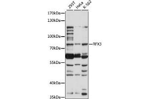Western blot analysis of extracts of various cell lines, using RFX3 antibody (ABIN7269904) at 1:1000 dilution. (RFX3 anticorps  (AA 280-430))