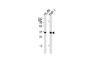 MDH1 Antibody (C-term) (ABIN389447 and ABIN2839517) western blot analysis in HL-60,THP-1 cell line lysates (35 μg/lane). (MDH1 anticorps  (C-Term))