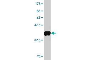Western Blot detection against Immunogen (35.