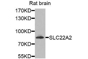 Western blot analysis of extracts of rat brain, using SLC22A2 antibody (ABIN5974890) at 1/1000 dilution. (SLC22A2 anticorps)