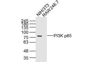Lane 1: NIH/3T3 Cell lysates; Lane 2: RAW246.