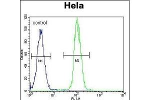 TrkA-p Antibody (ABIN652381 and ABIN2841827) flow cytometric analysis of Hela cells (right histogram) compared to a negative control cell (left histogram). (TrkA-pY791 (AA 769-796) anticorps)
