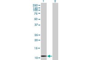 Western Blot analysis of UBE2V1 expression in transfected 293T cell line by UBE2V1 MaxPab polyclonal antibody. (UBE2V1 anticorps  (AA 1-103))