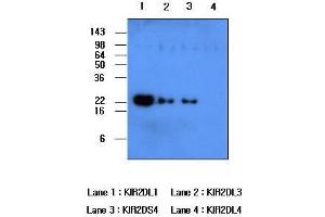 Recombinant human protein kIR2DL1, kIR2DL3, kIR2DS4 and kIR2DL4 (each 50ng per well) were resolved by SDS-PAGE, transferred to PVDF membrane and probed with anti-human kIR2DL1 (1:500). (KIR2DL1 anticorps  (AA 23-223))