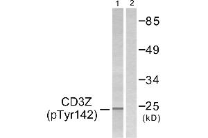 Western blot analysis of extracts from Jurkat cells, treated with UV (15mins), using CD3 ζ (Phospho-Tyr142) antibody. (CD247 anticorps  (pTyr142))