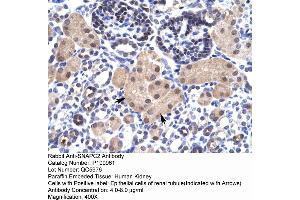Immunohistochemistry with Human kidney lysate tissue (SNAPC2 anticorps  (Middle Region))