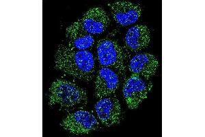 Confocal immunofluorescent analysis of C Antibody (N-term) (ABIN655105 and ABIN2844737) with NCI- cell followed by Alexa Fluor 488-conjugated goat anti-rabbit lgG (green). (C12ORF29 anticorps  (N-Term))