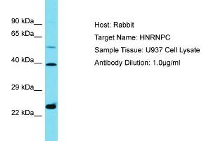 Host: Rabbit Target Name: HNRNPC Sample Type: U937 Whole Cell lysates Antibody Dilution: 1. (HNRNPC anticorps  (C-Term))