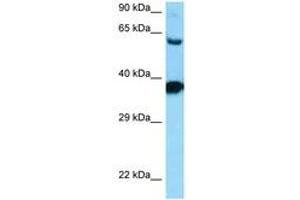 Image no. 1 for anti-Dopamine Receptor D3 (DRD3) (AA 270-319) antibody (ABIN6748182) (DRD3 anticorps  (AA 270-319))